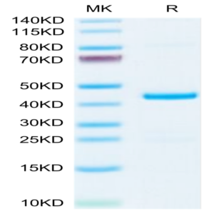 Mouse EMAP-II/AIMP1 Protein (EAP-ME102)
