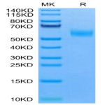 Mouse EDA2R Protein (EDA-MM22R)