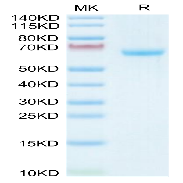 Human/Cynomolgus Ephrin-A3/EFNA3 Protein (EFN-HM2A3)