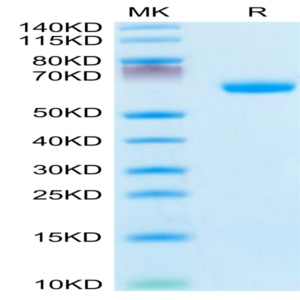 Mouse Ephrin-A3/EFNA3 Protein (EFN-MM2A3)