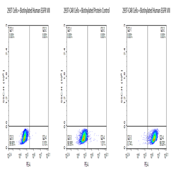 Biotinylated Human EGFRVIII Protein (EG8-HM154B)