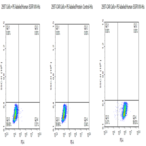 PE-Labeled Human EGFRVIII Protein (EG8-HM154P) PE-Labeled Human EGFRVIII Protein (EG8-HM154P)