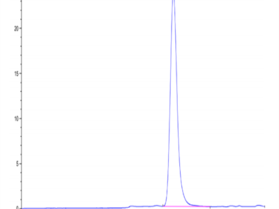 Rhesus macaque EGFR Protein (EGF-CM101)