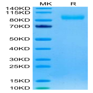 Rhesus macaque EGFR Protein (EGF-CM101)
