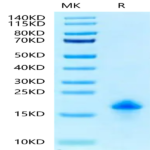 Canine EGF Protein (EGF-DE101)