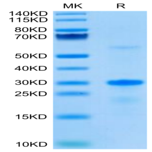 Human EGFL7 Protein (EGF-HE1L7)