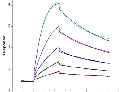 Human EGF Protein (EGF-HM202)