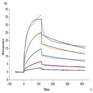 Biotinylated Human EGFR/HER1 Protein (EGF-HM401B)