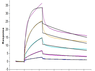 Biotinylated Human EGFR/HER1 Protein (EGF-HM401B)