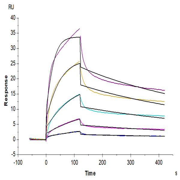 Biotinylated Human EGFR/HER1 Protein (EGF-HM401B)