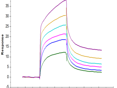 Mouse EGFR/HER1 Protein (EGF-MM101)