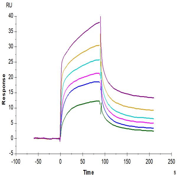 Mouse EGFR/HER1 Protein (EGF-MM101) Mouse EGFR/HER1 Protein (EGF-MM101)