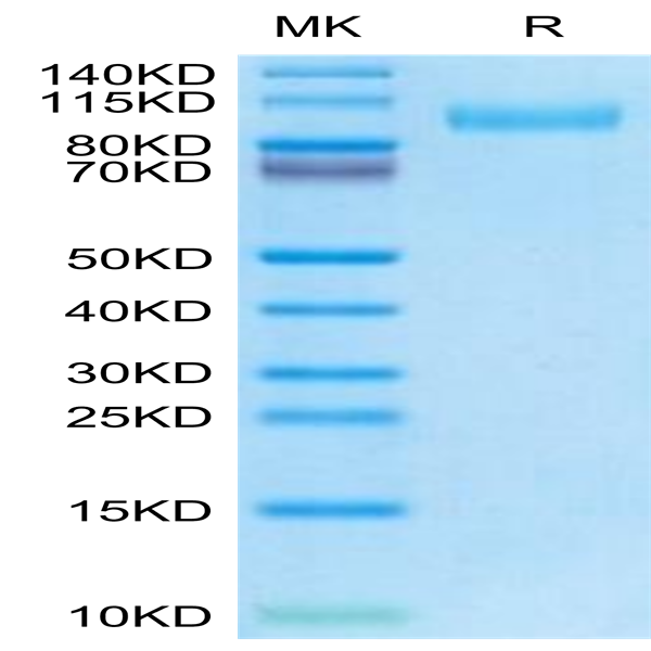 Mouse EGFR/HER1 Protein (EGF-MM101)
