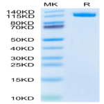 Canine ENPP-3 Protein (ENP-DM103)