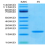Biotinylated Human ENPP-3 (48-157) Protein (ENP-HM404B)
