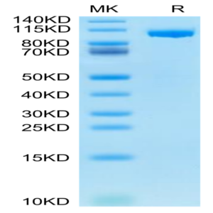Mouse ENPP-1 Protein (ENP-MM102)