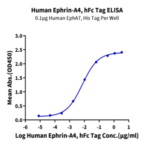 Human Ephrin-A4/EFNA4 Protein (EPA-HM204)