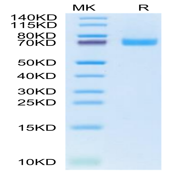 Cynomolgus EPHB2 Protein (EPH-CM102)