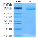 Cynomolgus EPHA10 Protein (EPH-CM110)