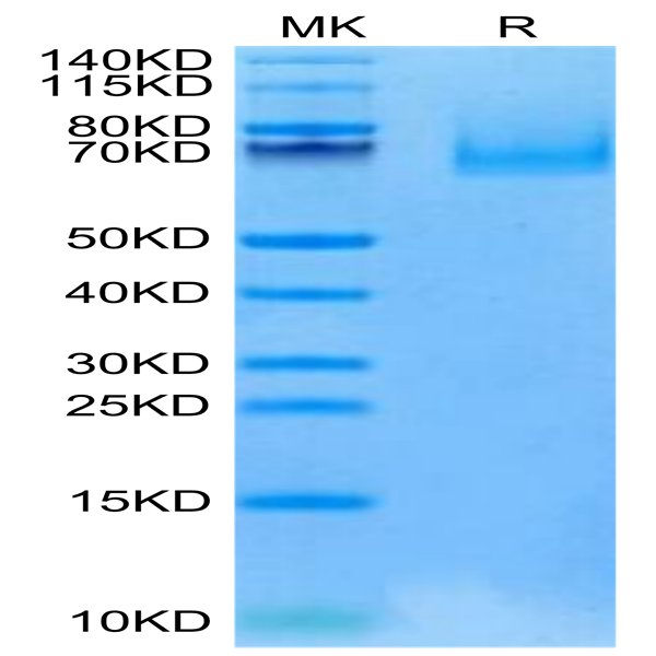 Cynomolgus EPHA10 Protein (EPH-CM110)