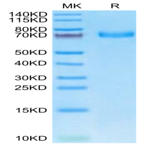 Cynomolgus EPHA5 Protein (EPH-CM1A5)