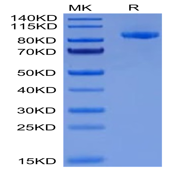Cynomolgus EPHA2 Protein (EPH-CM2A2)