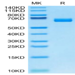 Cynomolgus EPHA2 Protein (EPH-CM4A2)