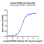 Human EPHB2 Protein (EPH-HM101)