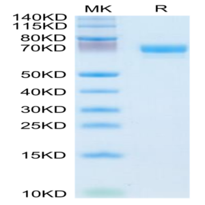 Human EPHA4 Protein (EPH-HM104)