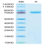 Human EPHA3 Protein (EPH-HM1A3)