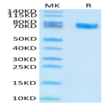 Human EPHA5 Protein (EPH-HM1A5)