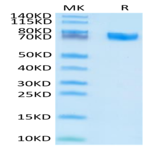 Human EPHA5 Protein (EPH-HM1A5)