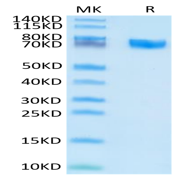 Human EPHA5 Protein (EPH-HM1A5)