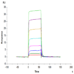 Human EphA7 Protein (EPH-HM1A7)