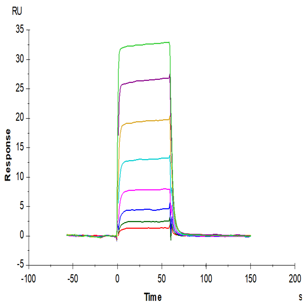 Human EphA7 Protein (EPH-HM1A7) Human EphA7 Protein (EPH-HM1A7)