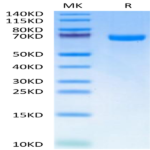 Human EphA7 Protein (EPH-HM1A7)