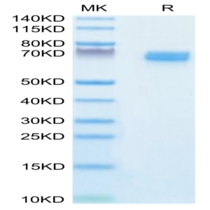 Mouse EPHB2 Protein (EPH-MM101)