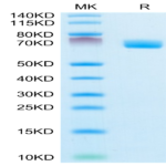 Mouse EPHA4 Protein (EPH-MM104)