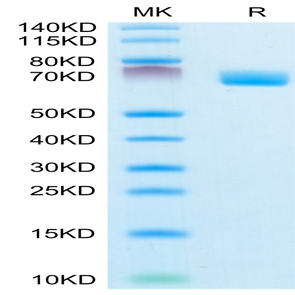 Mouse EPHA4 Protein (EPH-MM104)