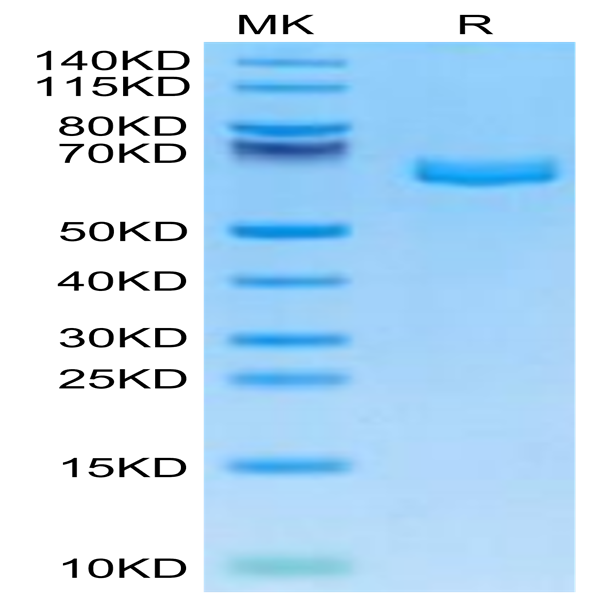 Mouse EPHA2 Protein (EPH-MM1A2)