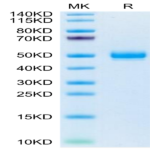 Mouse EPHA5 Protein (EPH-MM1A5)