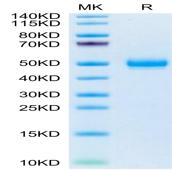 Mouse EPHA5 Protein (EPH-MM1A5)