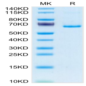 Mouse EphB3 Protein (EPH-MM1B3)