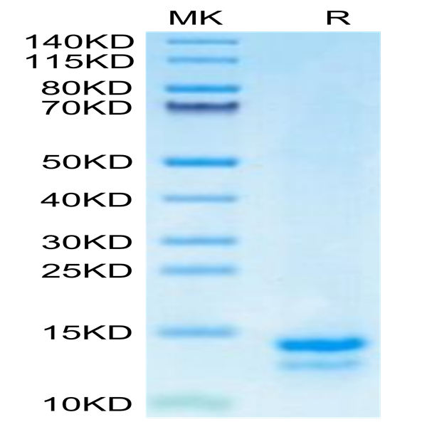 Human FAM19A5 Protein (FAM-HE1A5)