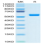 Human FAM3D Protein (FAM-HM23D)