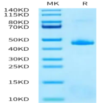 Human TAFA2/FAM19A2 Protein (FAM-HM2A2)