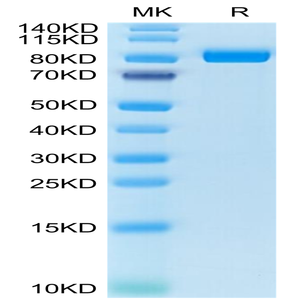 Cynomolgus FAP Protein (FAP-CM101)