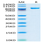 Biotinylated Cynomolgus FAP Protein (FAP-CM401B)