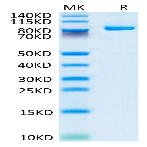 Biotinylated Cynomolgus FAP Protein (FAP-CM401B)