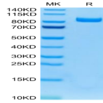 Mouse FAP Protein (FAP-MM101)